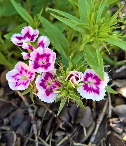 Da Nonna Li And Breakfast 3*